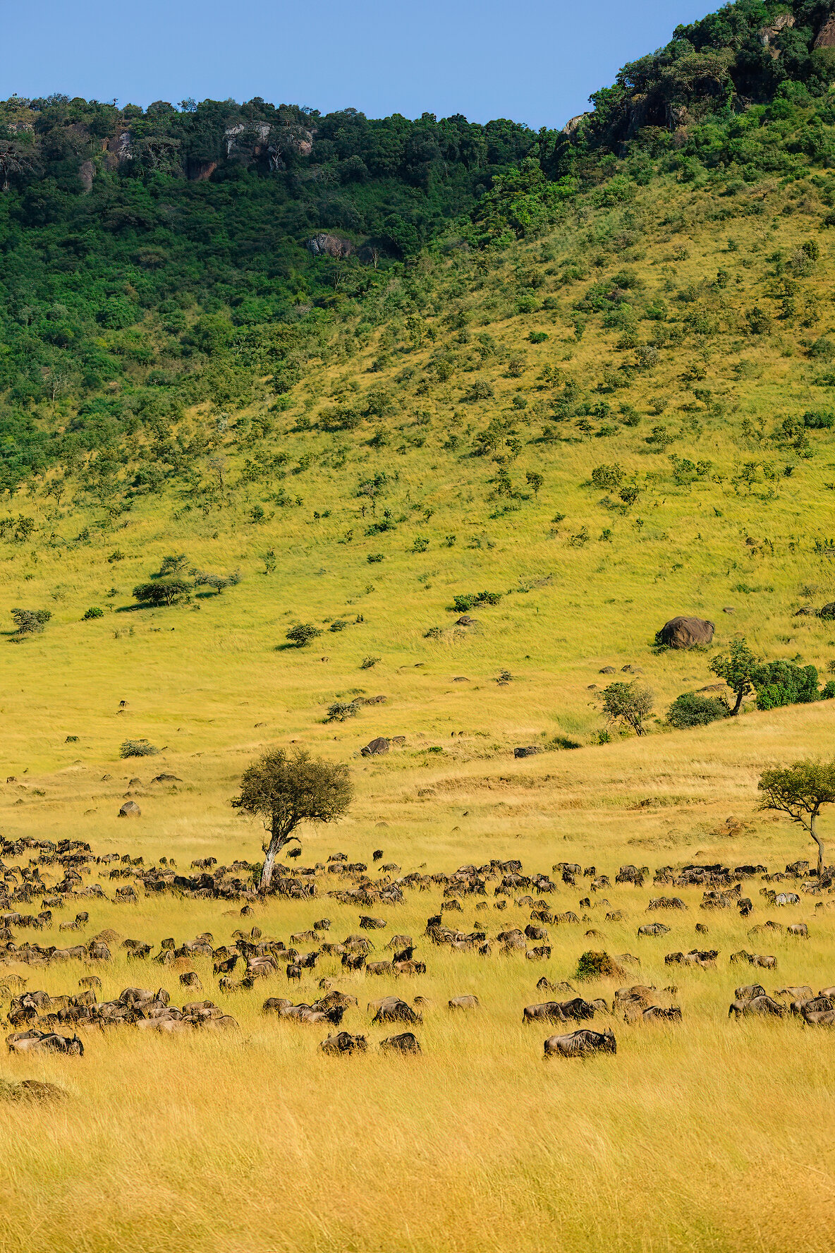 Maasai Mara National Reserve, Kenya