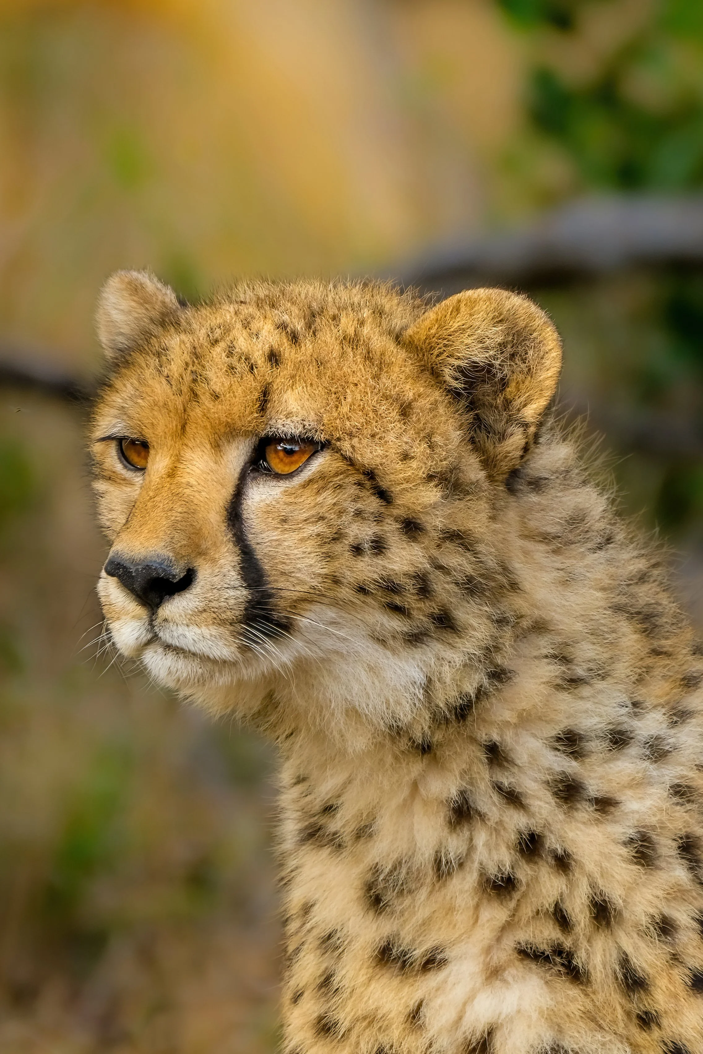 Phinda Private Game Reserve, South Africa