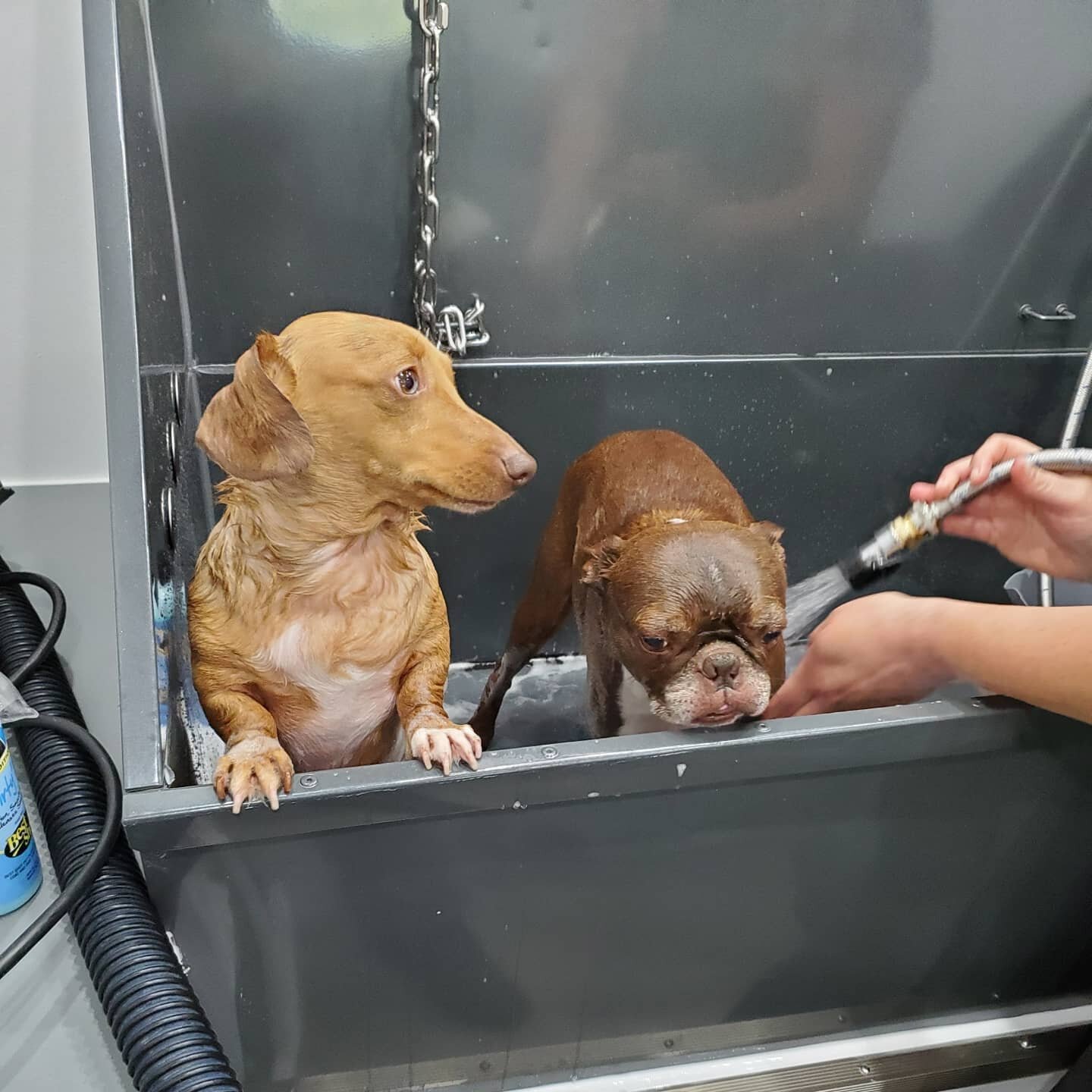 With only a few finishing details left in the van build, Penny and Bug got the first test baths yesterday.  They weren't as excited as I was!  I'm out and about the rest of this week grooming some other &quot;test&quot; doggos and starting to take ap