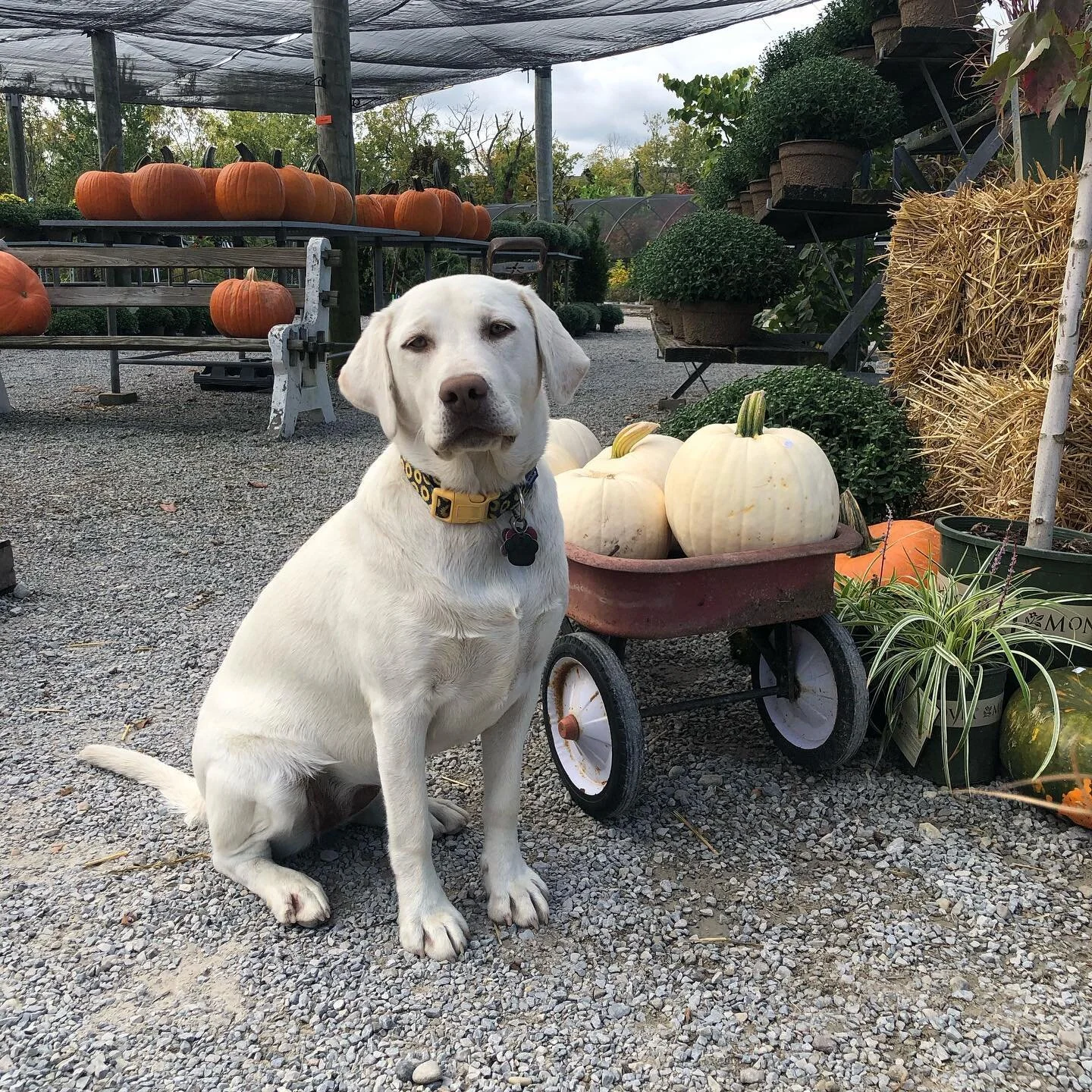 Had to get some pictures of my model with albino pumpkins. #HappyFall #mymuse