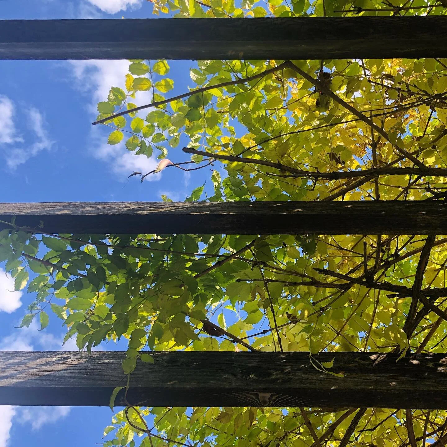 Blue skies and fall leaves 🍁 #falldays