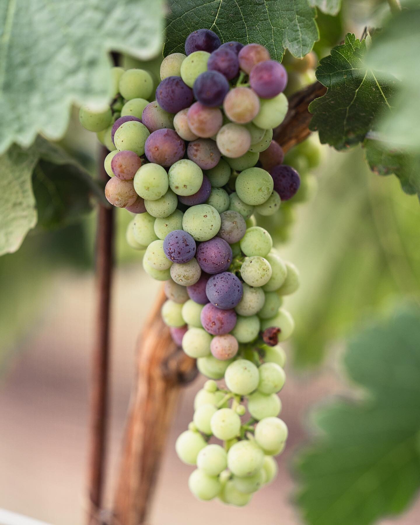 &iexcl;El envero ha llegado!

Los racimos del vi&ntilde;edo ya comienzan a pintarse de morado y las uvas son cada d&iacute;a m&aacute;s dulces. Estamos muy emocionados por la cosecha de este a&ntilde;o y los vinos que saldr&aacute;n de ah&iacute;. 

