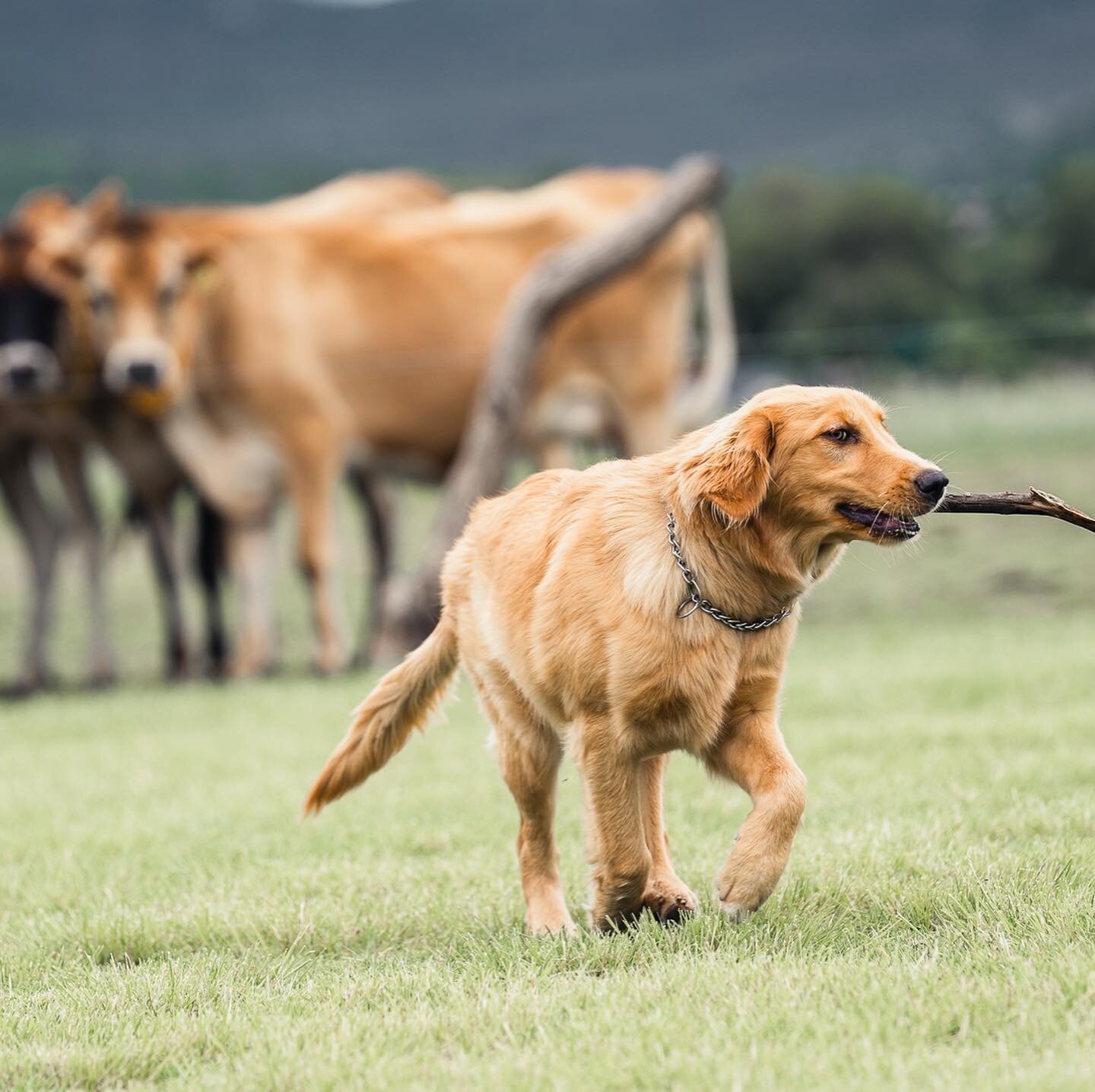 10 de cada 10 perros les encanta venir a Flor de Alfalfa

Todas nuestras investigaciones indican que las mascotas son felices en el rancho, al aire libre y con mucho que ver. 

Reserva tu mesa para este fin de semana en nuestra p&aacute;gina web. Lin