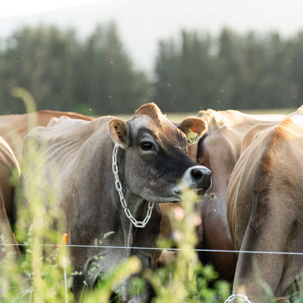 Vaca Raza Vacas Jersey: La raza lechera de mejor calidad — Flor de Alfalfa