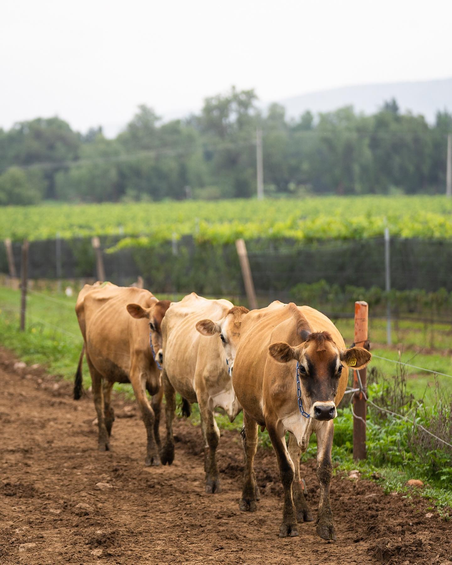 &iexcl;A nuestras vacas tambi&eacute;n les encanta pasear por los vi&ntilde;edos!

En el rancho se siente el verano y la lluvia ha enverdecido todas las plantas. Las vacas todos los d&iacute;as caminan por el rancho para llegar a descansar y comer en