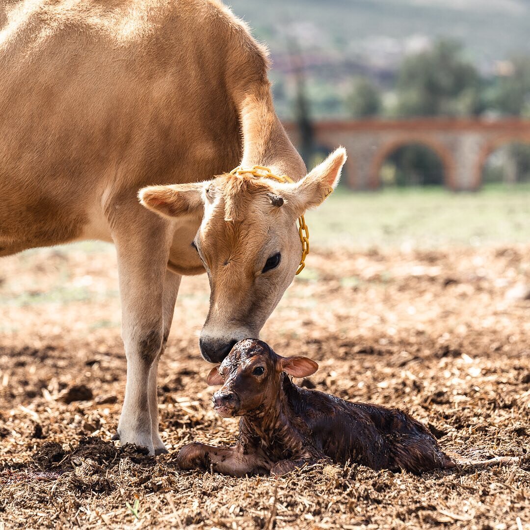 &iexcl;Nuevas vidas en el rancho!

Cada becerra que nace en el rancho se vuelve parte de nuestra #familiaFlordeAlfalfa y nos encanta presenciarlo. 

Esta ocasi&oacute;n fue a&uacute;n m&aacute;s especial, pues fue el primer parto de la madre que deja