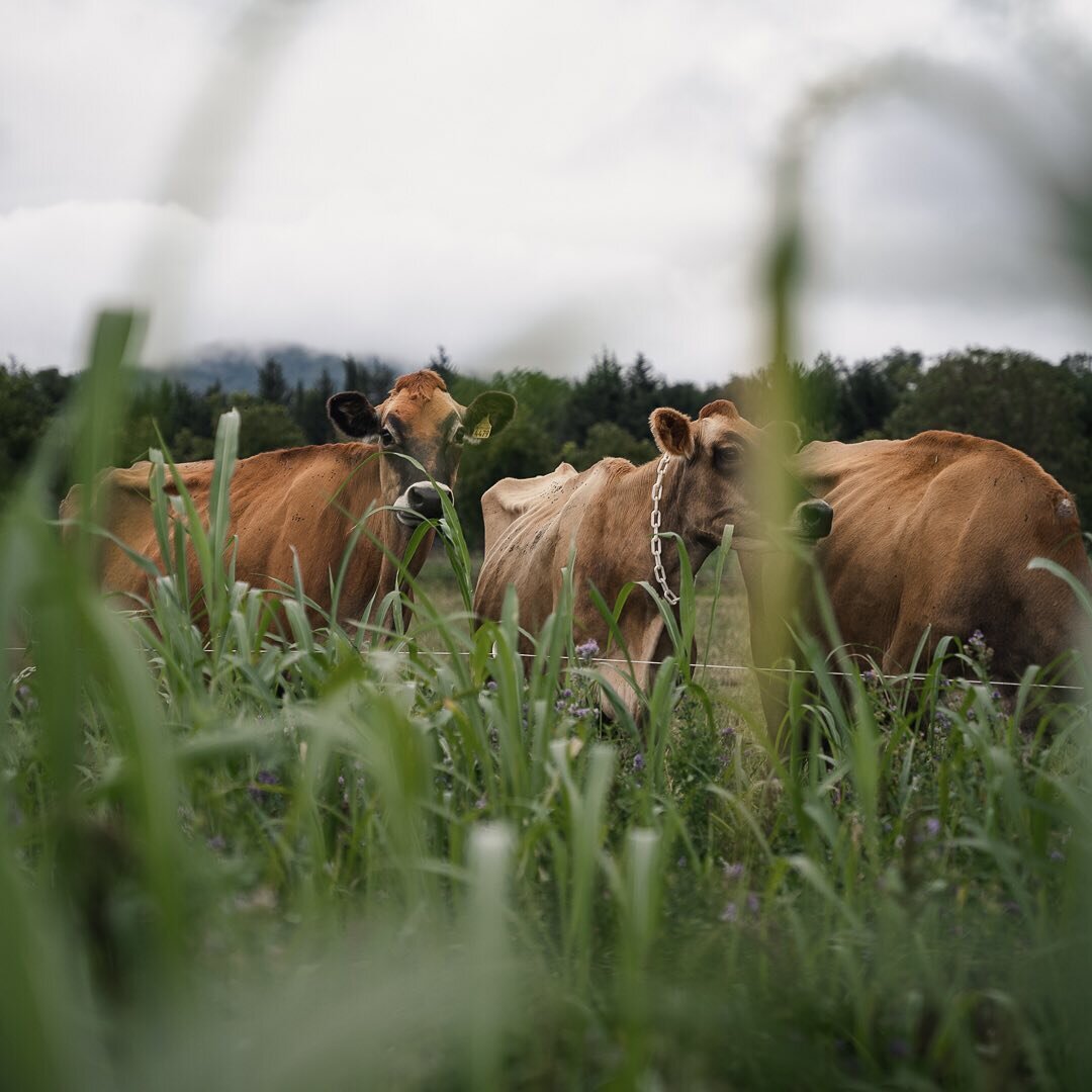 Las praderas de verano son una gran noticia para nuestras vacas.

En cada temporada, las praderas crecen y se desarrollan de forma distinta. El verano es la &eacute;poca con m&aacute;s agua y m&aacute;s horas luz, los dos ingredientes fundamentales q