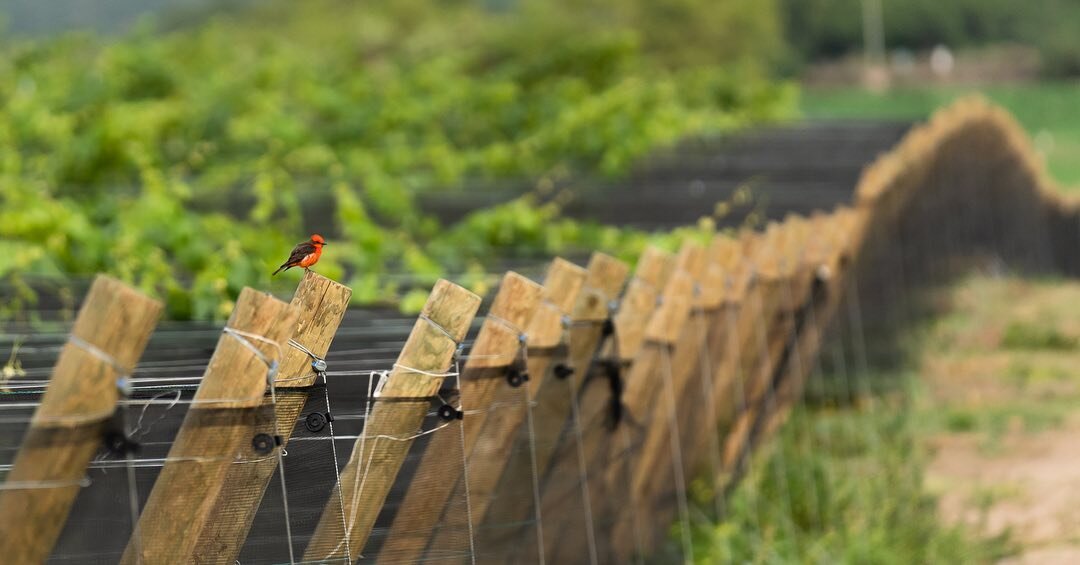 Un petirrojo paseando por el vi&ntilde;edo.

El rancho es un lugar lleno de vida y el vi&ntilde;edo no es excepci&oacute;n. Todos los d&iacute;as los pajaros cantan y vuelan por el vi&ntilde;edo buscando insectos o ramas para sus nidos.

De hecho, el