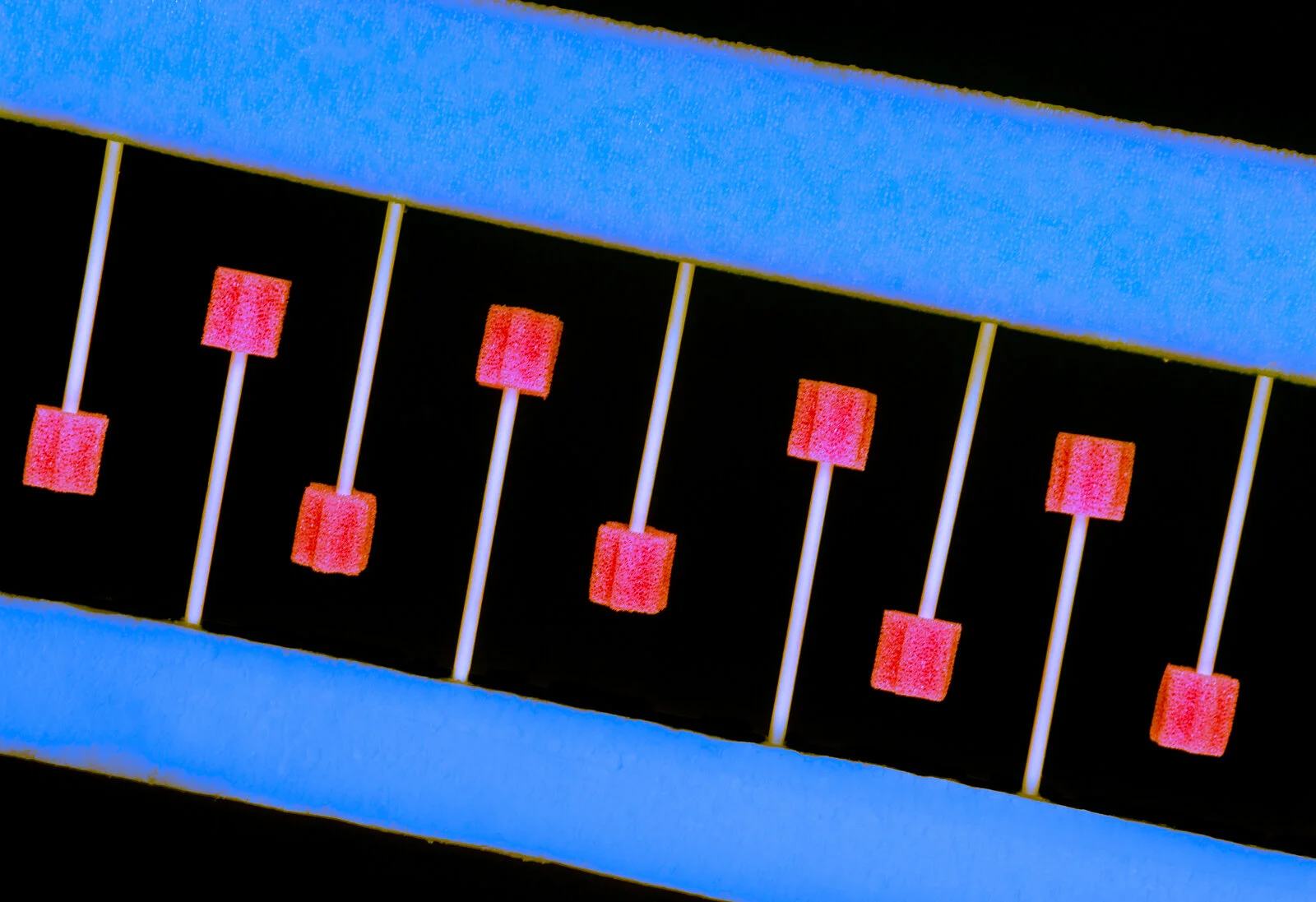 Kaila Hicks, DNA, 2021