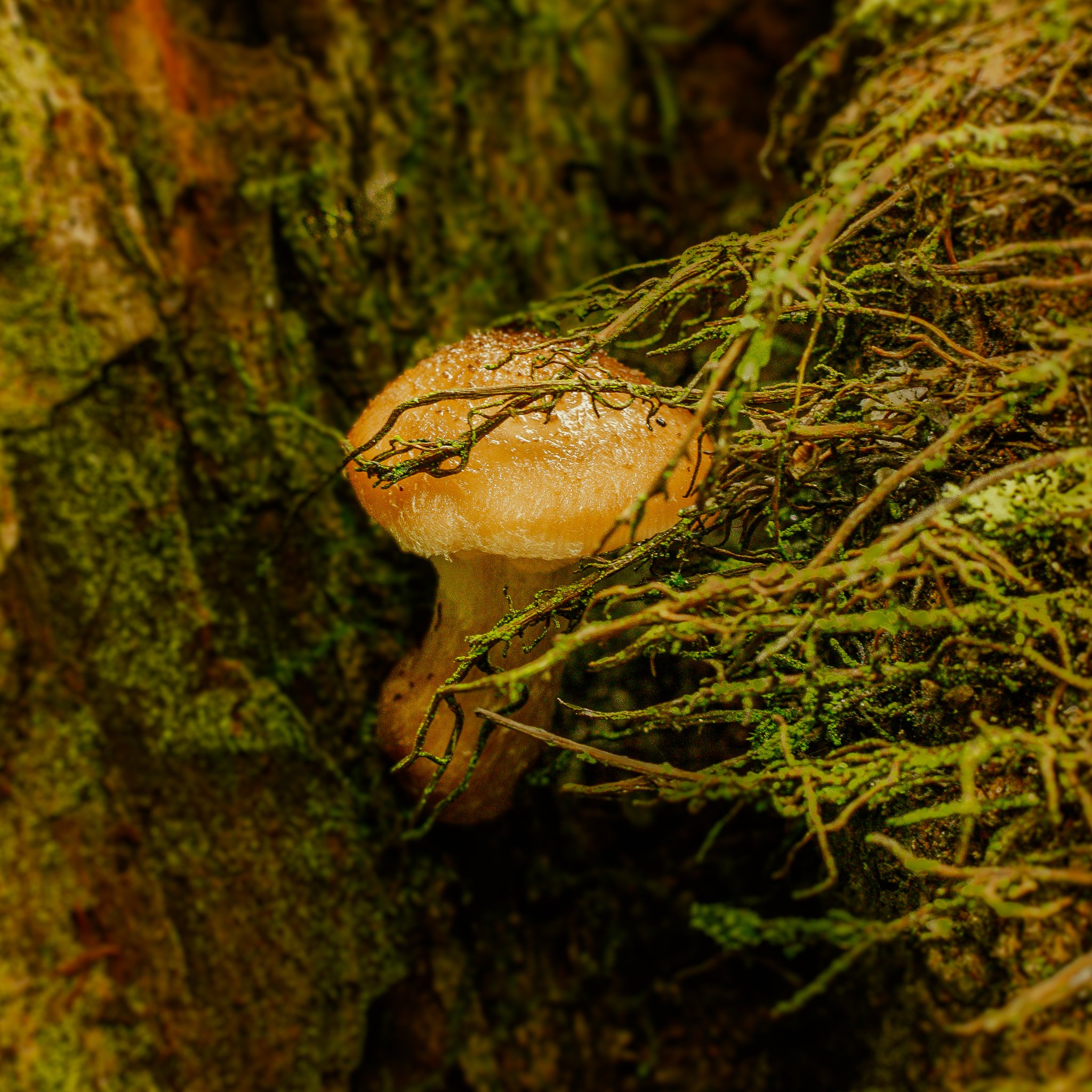 Bulbous Honey Fungus