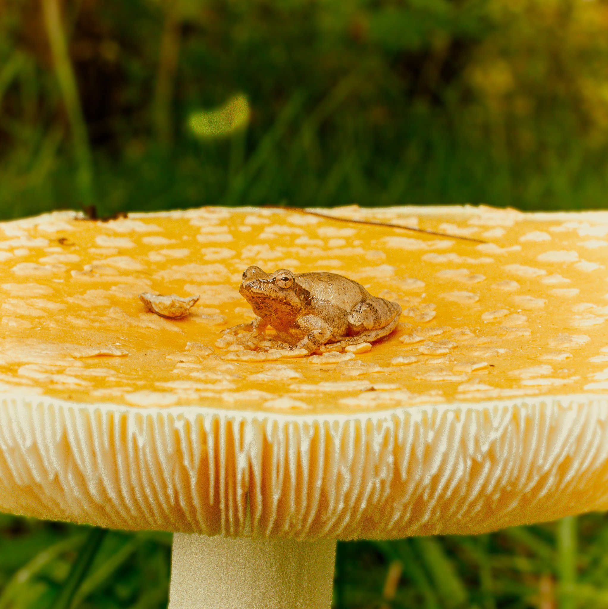Gemmed Amanita with Frog