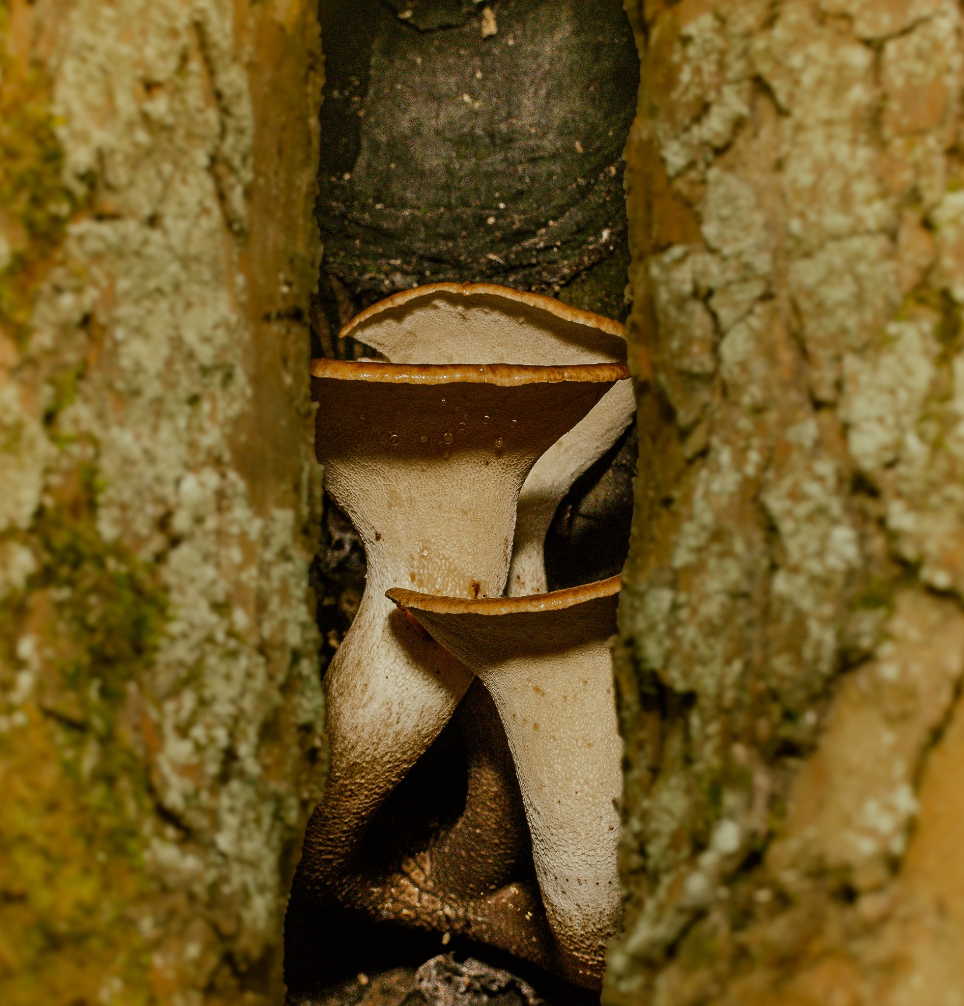 Dryad's Saddle