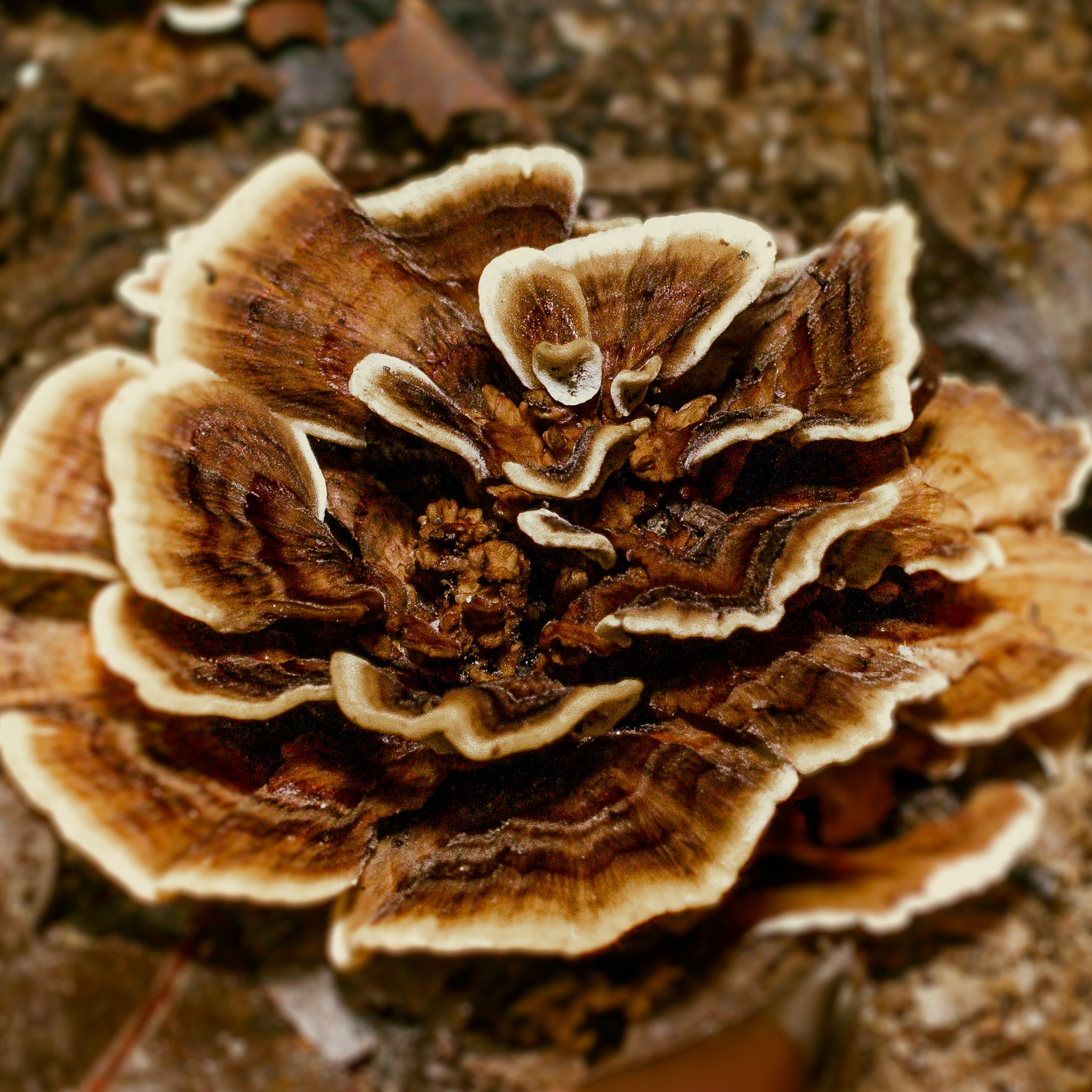 Turkey Tail