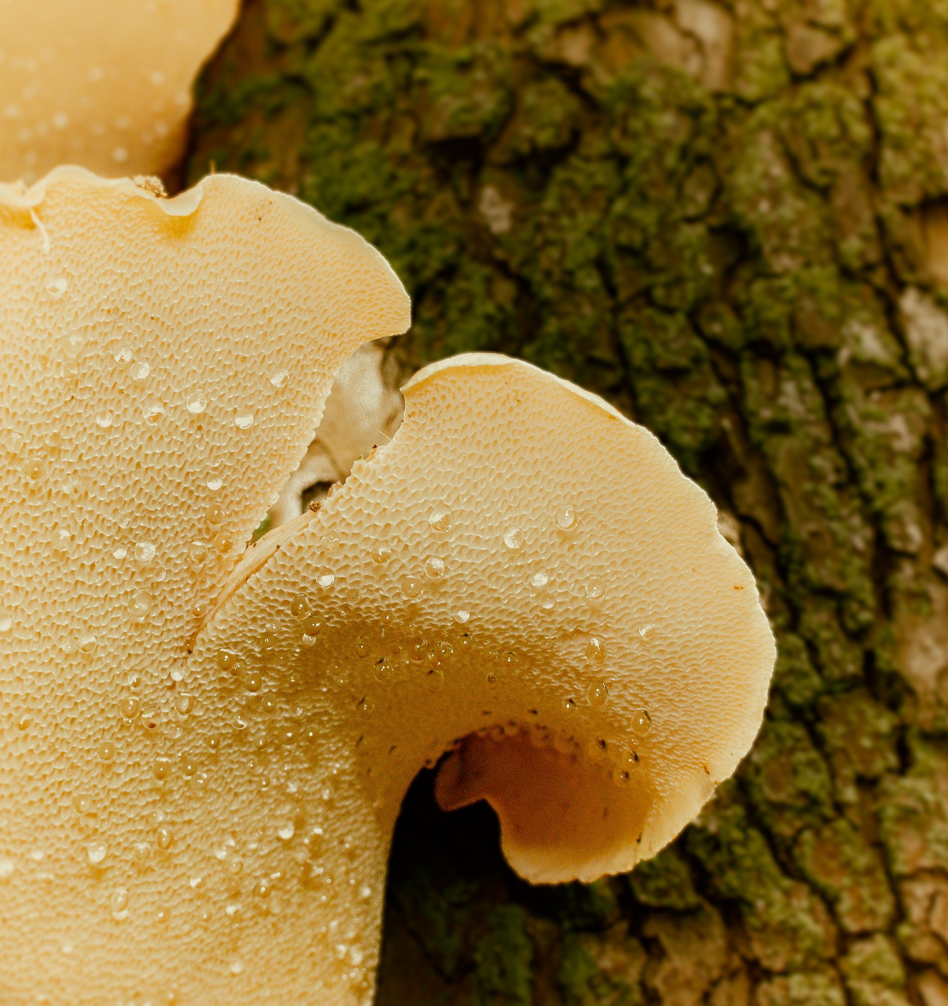 Dryad's Saddle