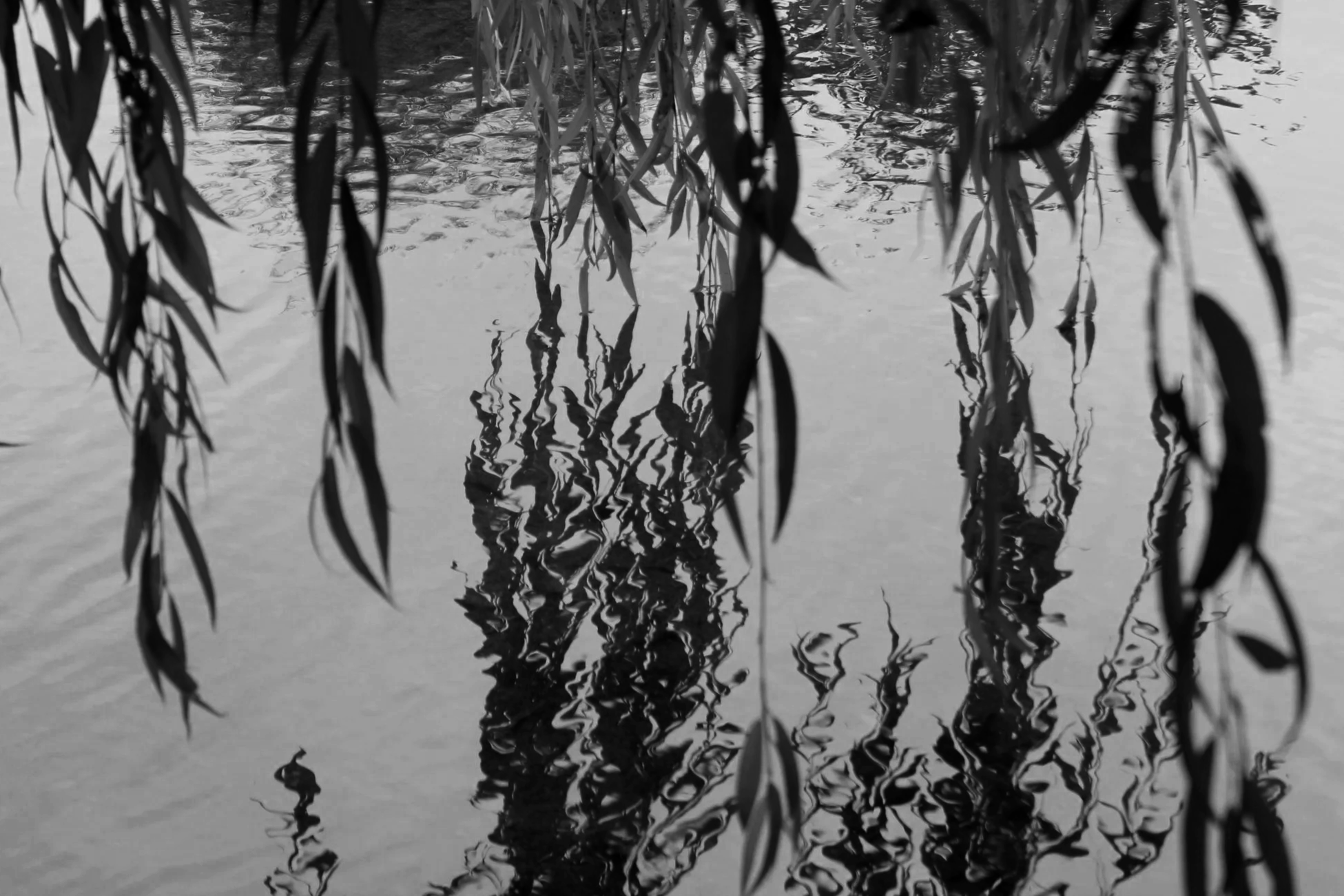 Where the Willow Meets the Water