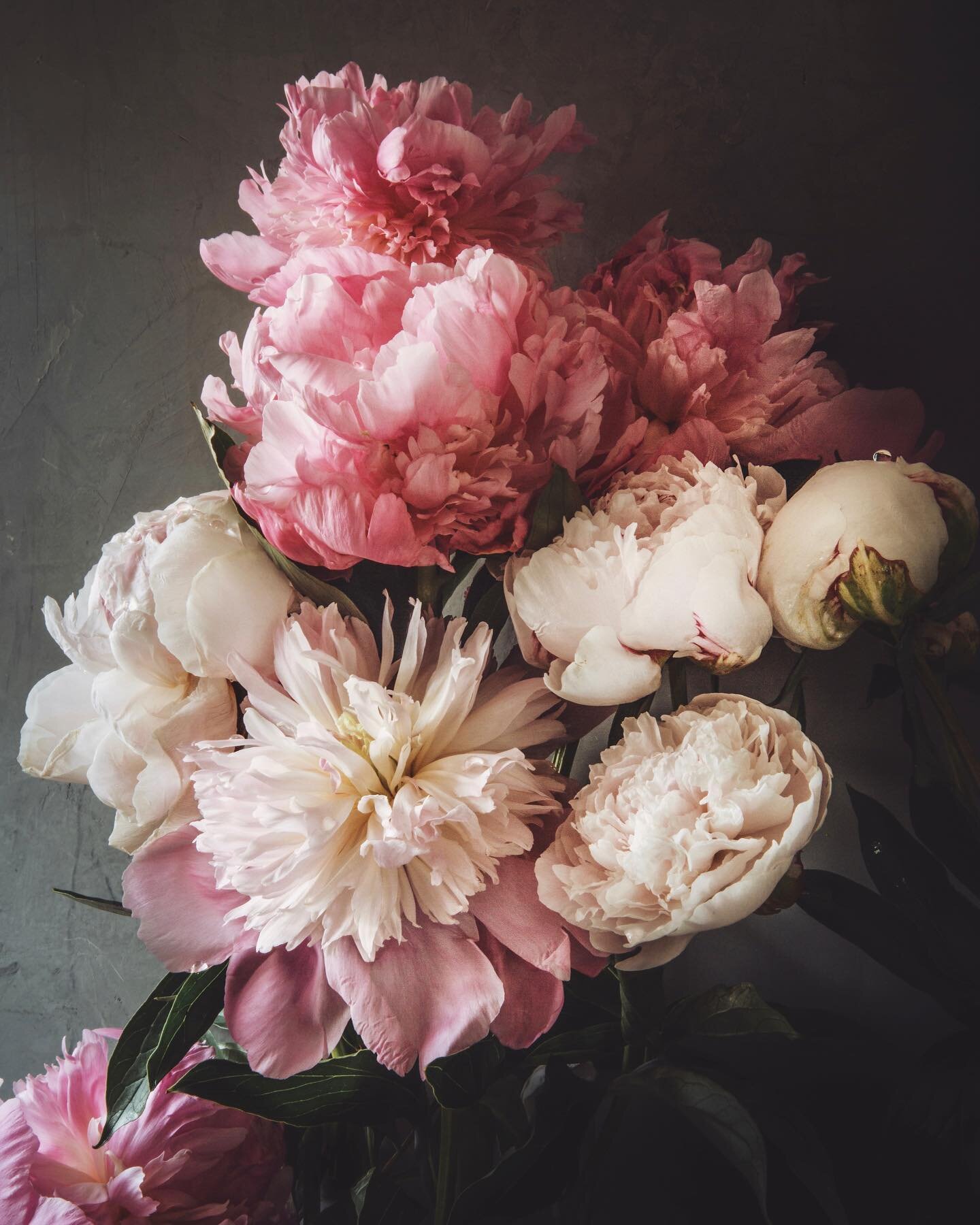 Still life with peonies, 2021 | I thought I&rsquo;d somehow missed peony season this year here in California. I haven&rsquo;t made a still life in several weeks, anyway. But @_tiffanyrogan brought me a surprise bundle this week and we&rsquo;re off to