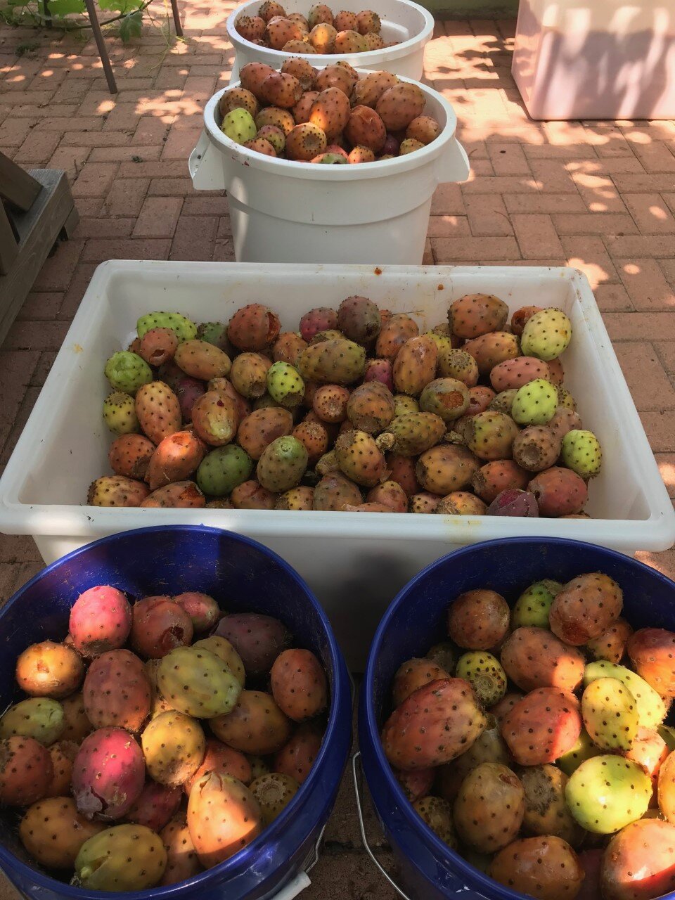 prickly-pear-harvest-2021.jpg