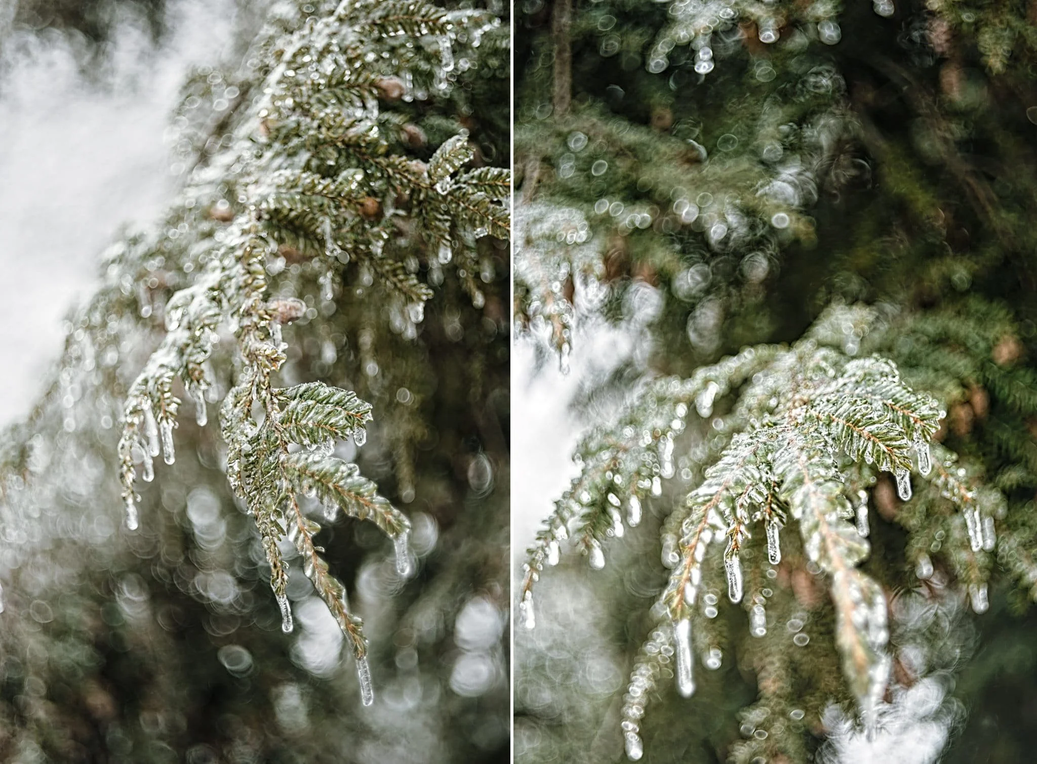 ice on trees.jpg