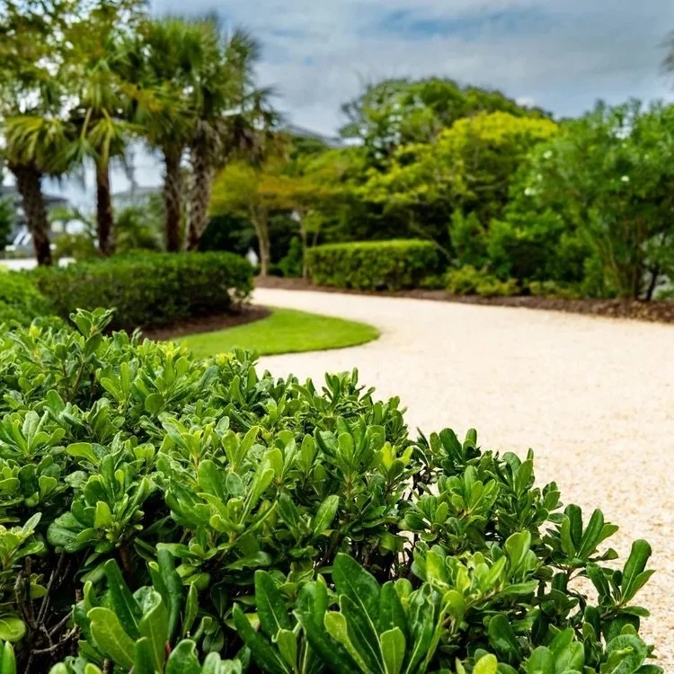 Green bushes along a curved gravel pathway in a garden with palm trees and other green trees.