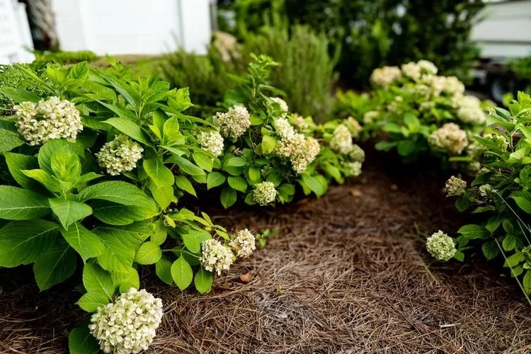 Garden bed with green leafy plants and white hydrangea flowers, with pine straw mulch and a blurred background of a house and trees.