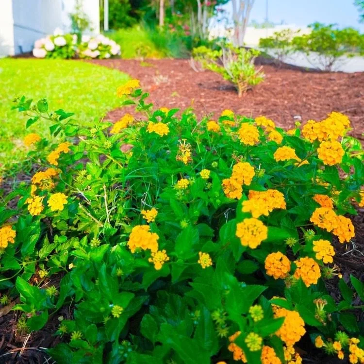 Yellow lantana flowers in a garden bed with green leaves and mulch, with a grassy area and other plants in the background.