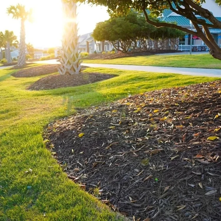 A sunny residential neighborhood with a neatly maintained lawn, palm tree, sidewalk, and a house with a porch in the background.