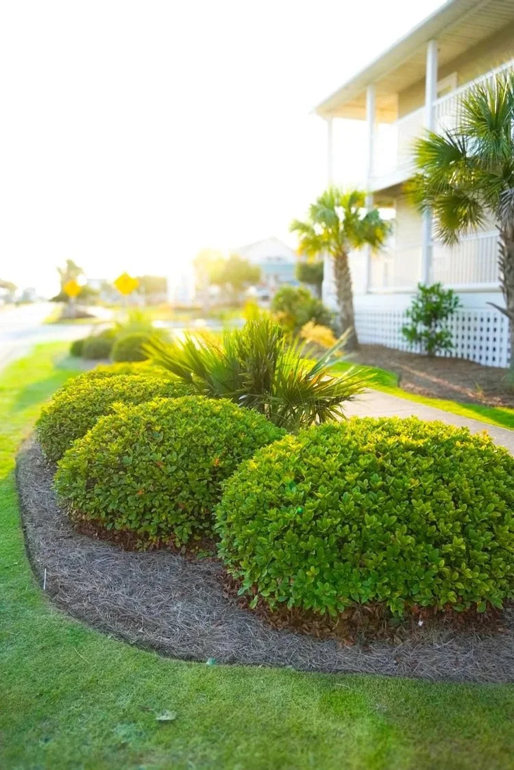 Landscaped front yard with green bushes, palm trees, and a white house porch on a sunny day.