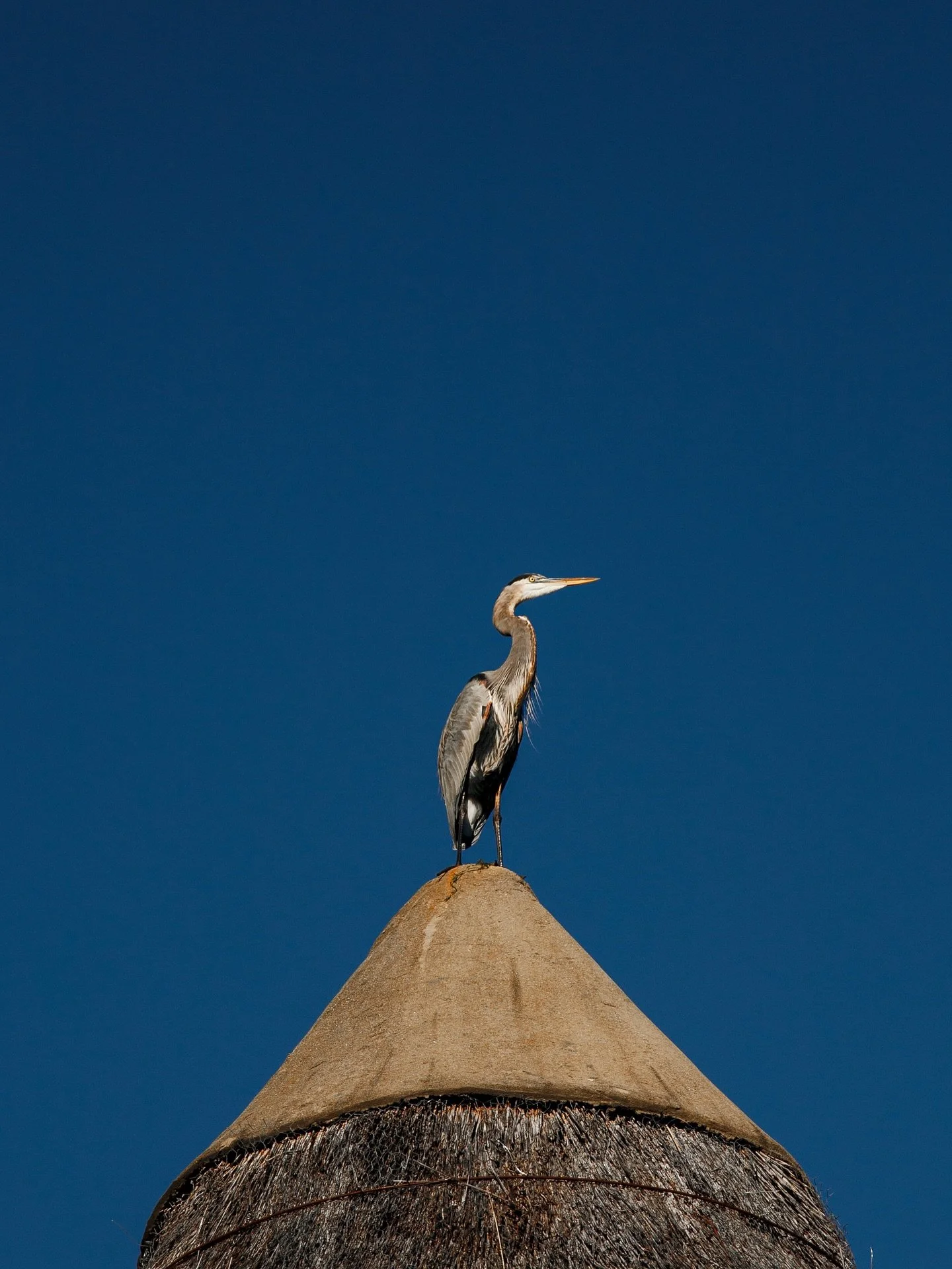 Set, focus, and capture. π·πΈ It’s World Photography Day. Celebrate the art of freezing moments in time. 
#canonexploreroflight #canonraw #worldphotoday #wildlifephoto #photography #greatblueheron #greatblueherons #birdphotographyworld