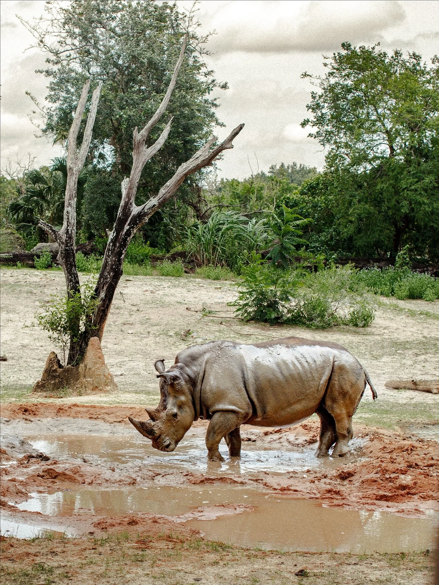 Not very camera shy, this Rhino! π¦π·
#rhinoceros #rhinos #rhinocéros #wildlifephotography #wildlifephoto #wildlifephotos #natgeowildlifephotography