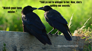 Cawcaw Wildlife Sanctuary Tour (1 day)