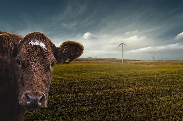 Un excelente propósito: cuidar el medio ambiente