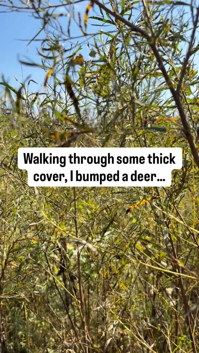 Had a fun encounter on a cool Kansas property today. Walking through some thick cover to grab some cameras and heard a deer blow out in front of me about 5yds away. I peeked over the grass and was met with a heavy, and old buck. Wind was on my face,