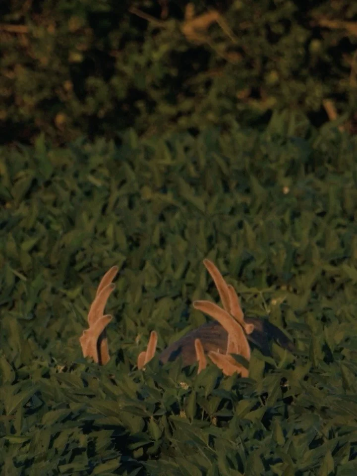 Chasing these deer will drive ya crazy. The story of our number one buck came to a close yesterday when a well placed arrow from a neighboring hunter found its mark. We have tons of content of this buck that we&rsquo;ll continue to slowly share. We w