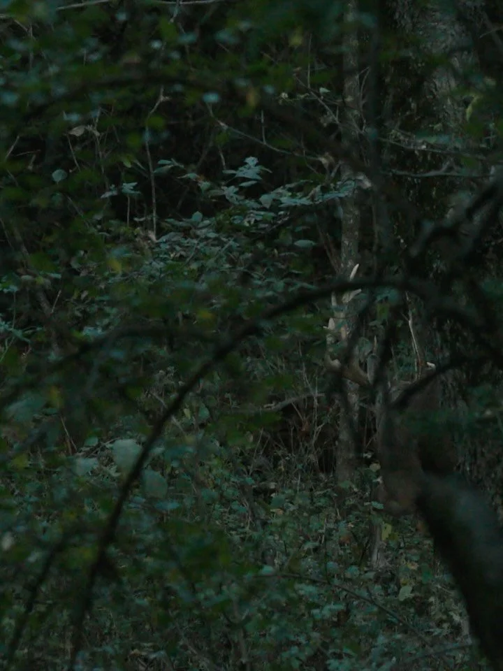 More on the story of our past #1, Kelcie. This deer was all over us late September and October. We actually decided to end our slow elk hunt early because of this giant daylighting on us everyday when we were gone. Then was the warm October. He was l