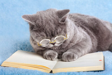Curiosity Didn’t Kill the Cat!
