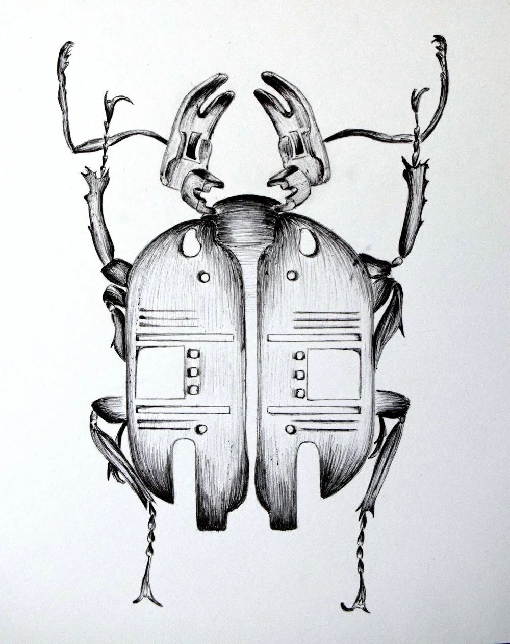 Transformer Beetle_Abigail Permell.JPG