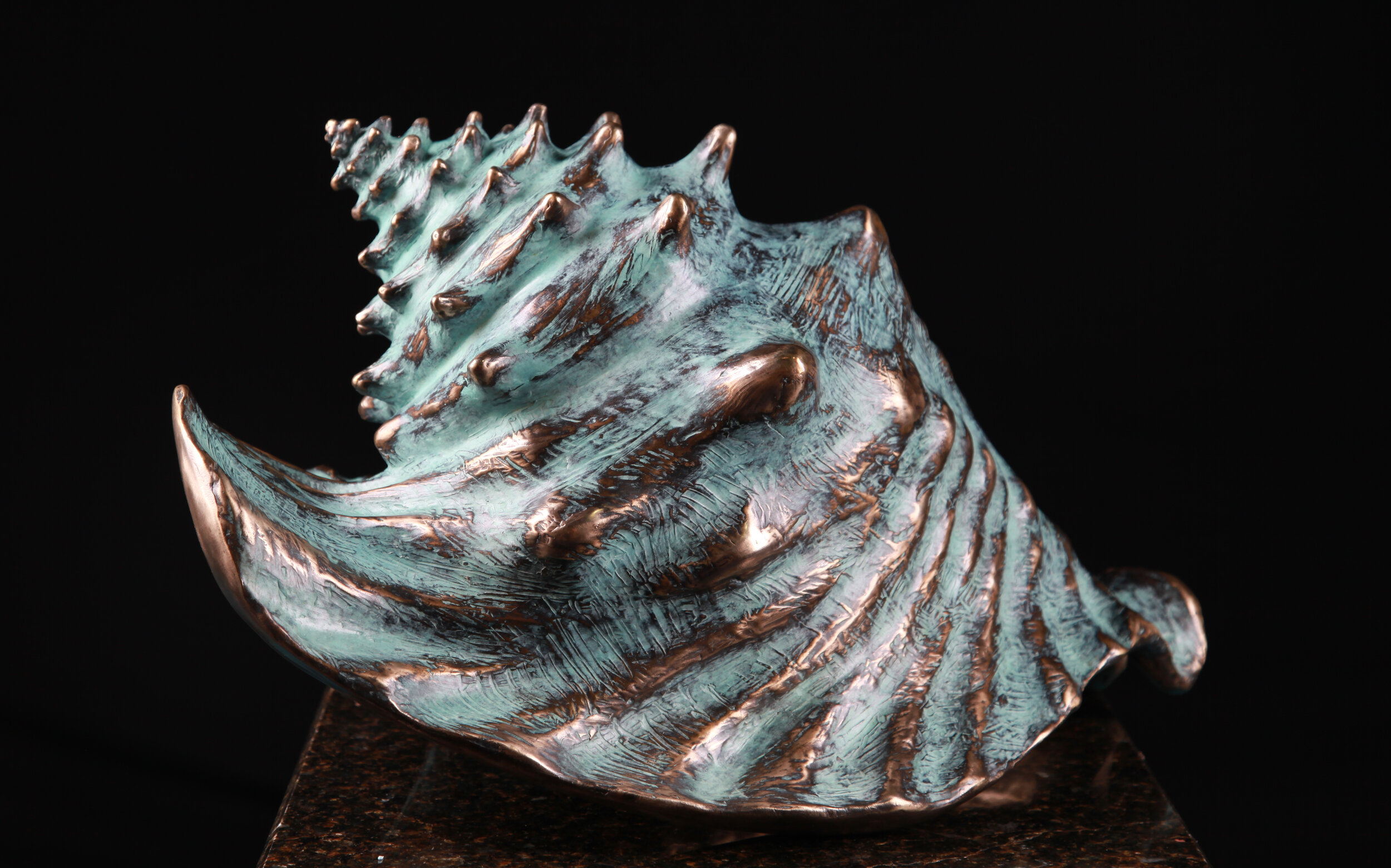 Large Conch