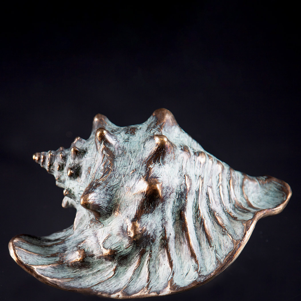 Small Conch