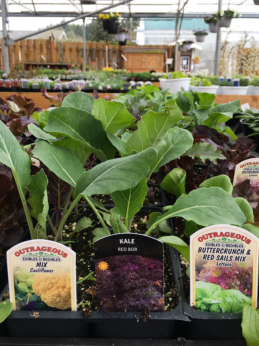 kale etc.jpg
