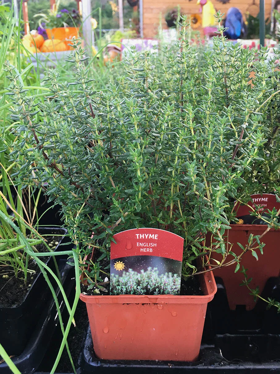 Thyme.jpg