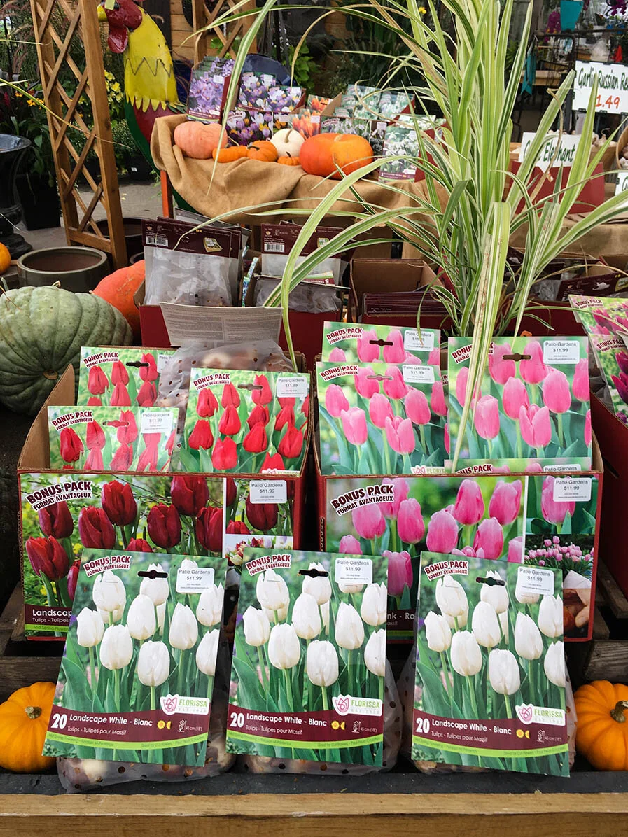 tulip bulbs.jpg