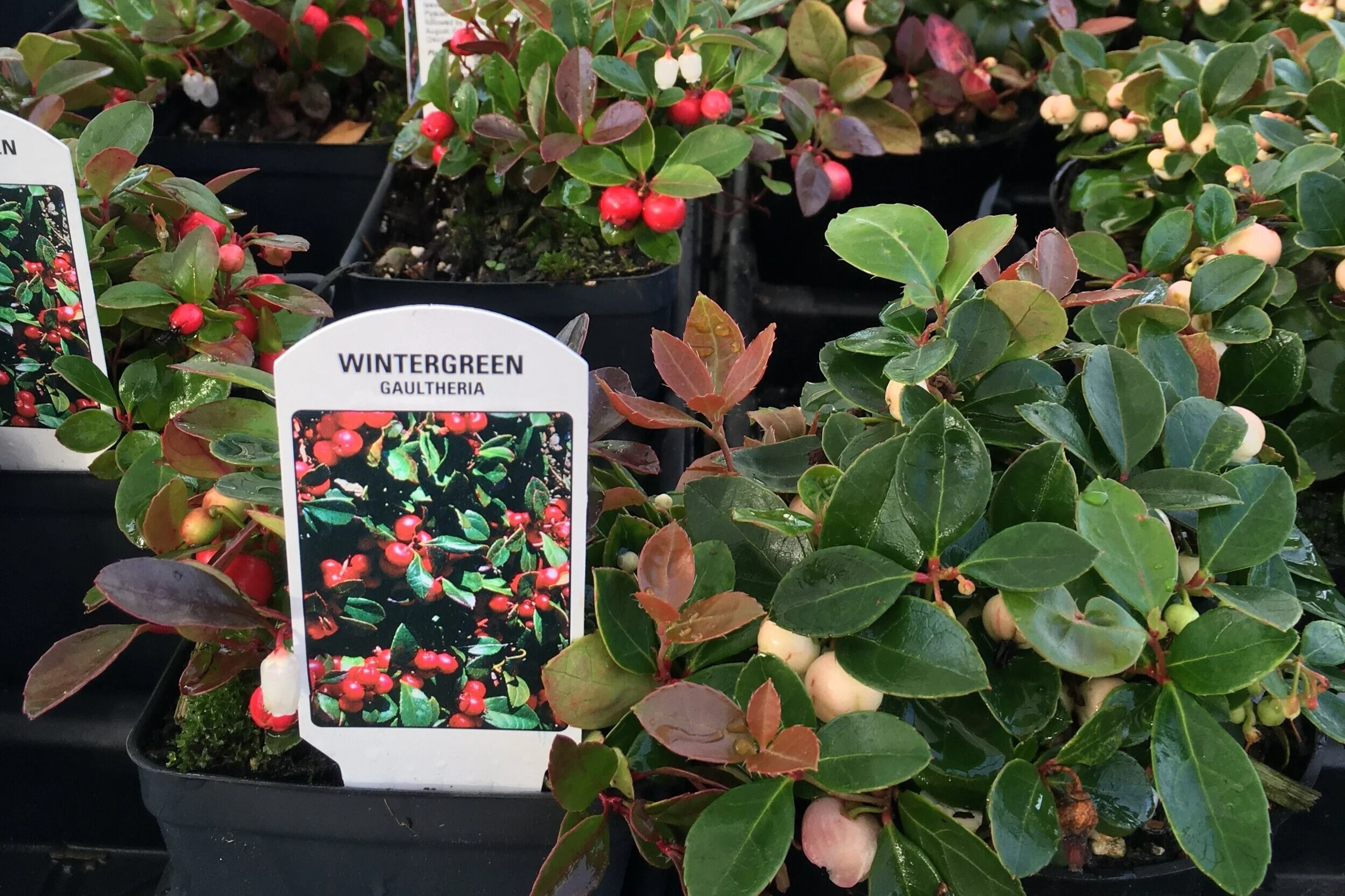 Annuals & Perennials