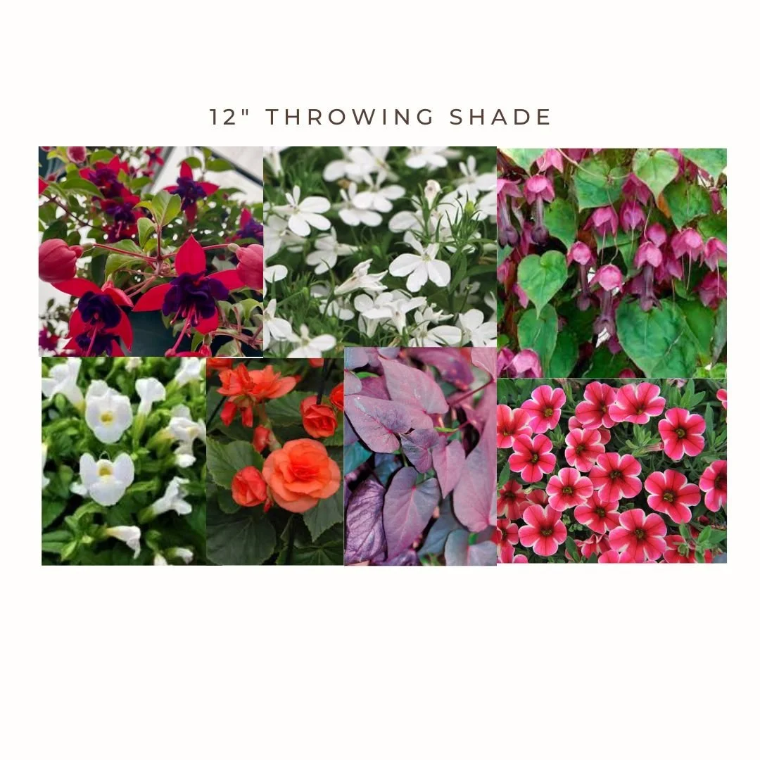 Throwing Shade 2025-VictoriaBc-Hanging Basket-PatioGardens.jpg