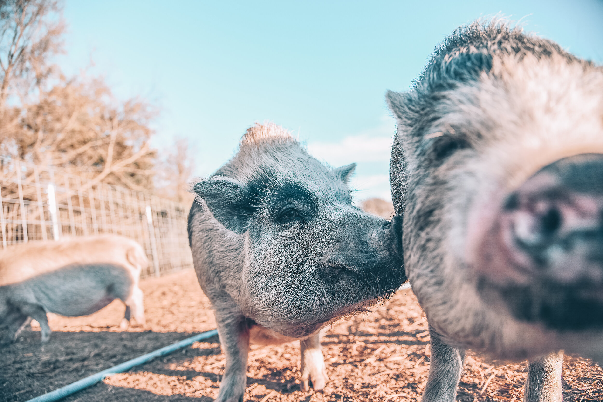 Pig Parent FAQs — Central Texas Pig Rescue
