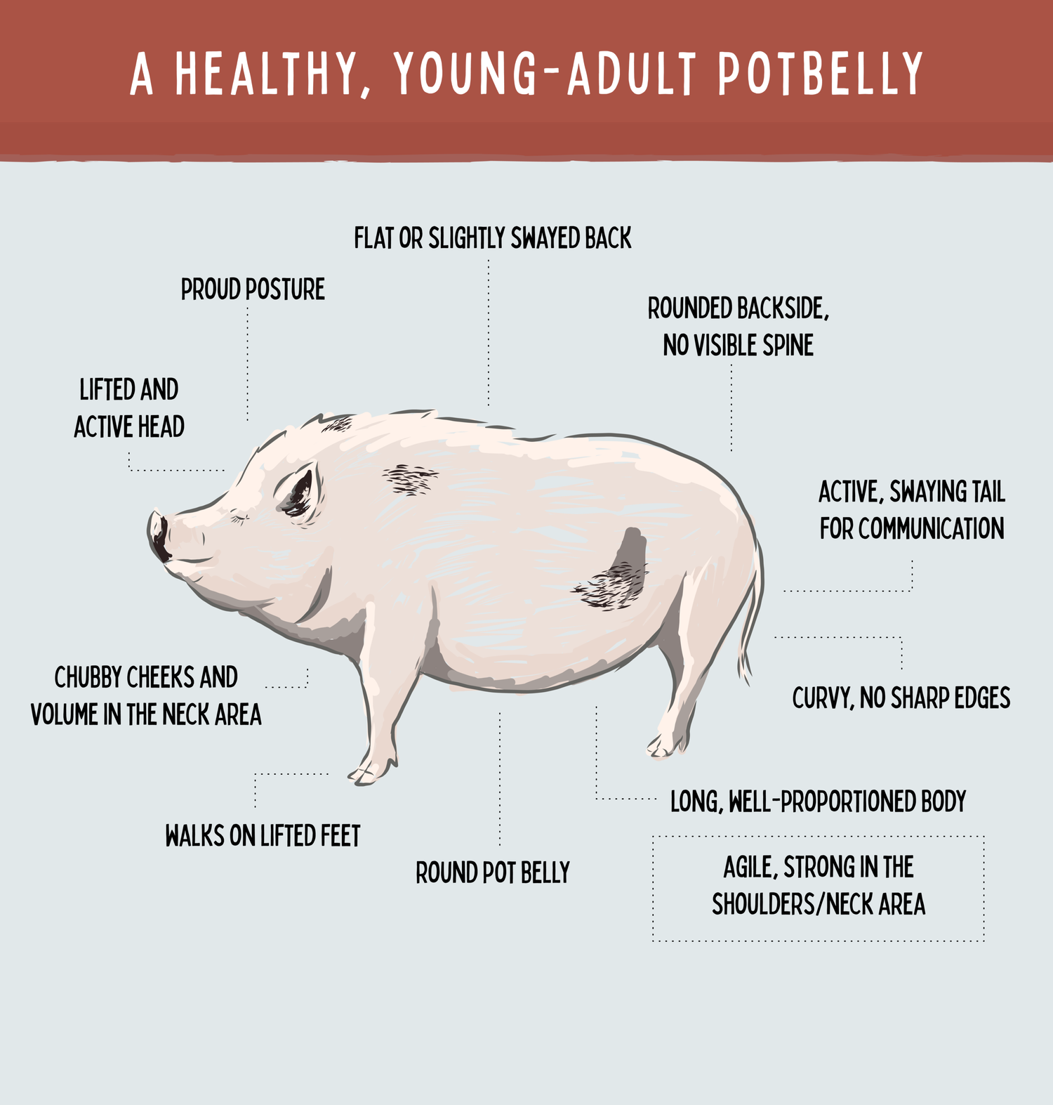 Micro Pig Myth — Central Texas Pig Rescue