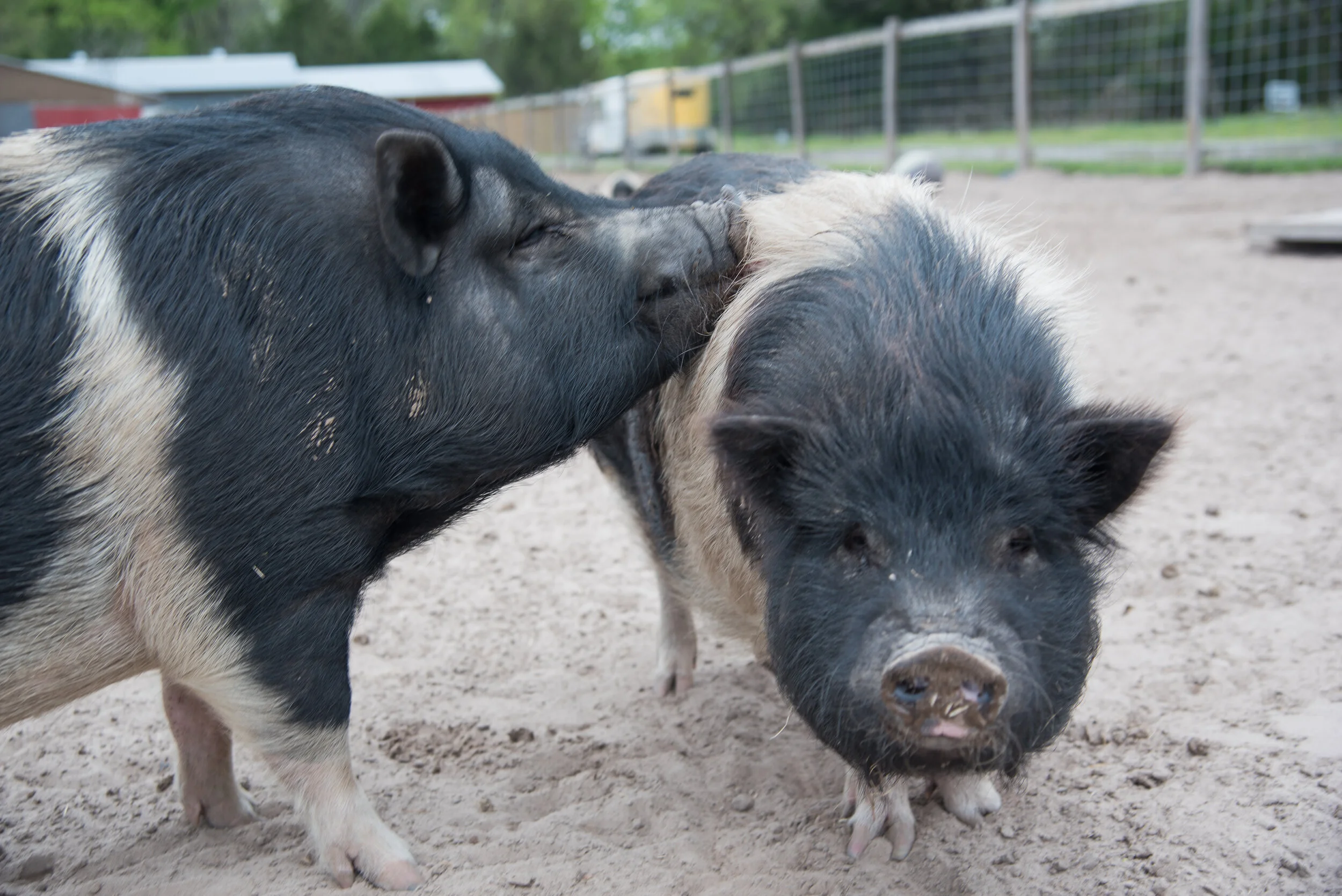 Micro Pig Myth — Central Texas Pig Rescue