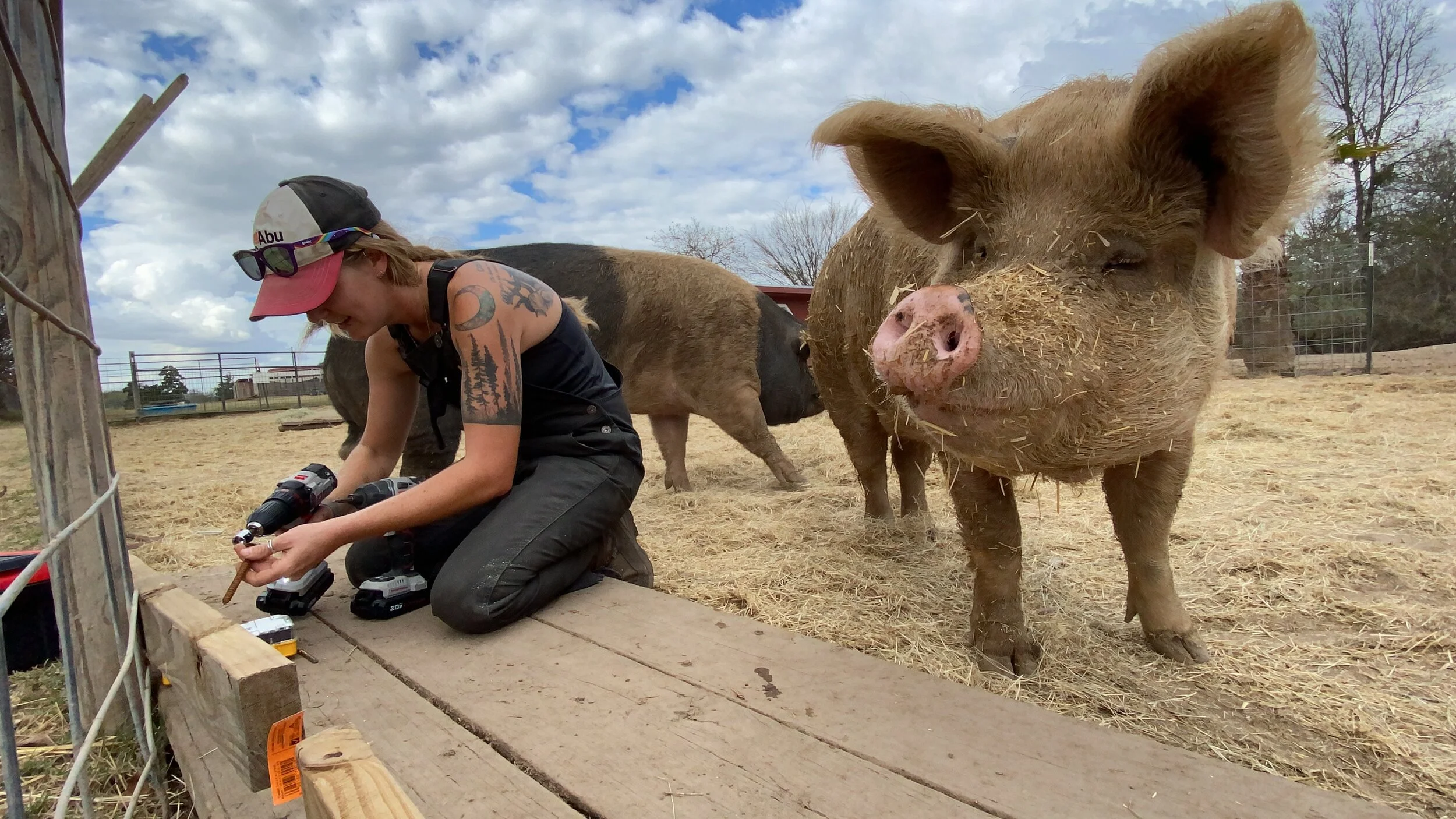 Texas Pig Rescue _ Central Texas Pig Rescue – GAXXY