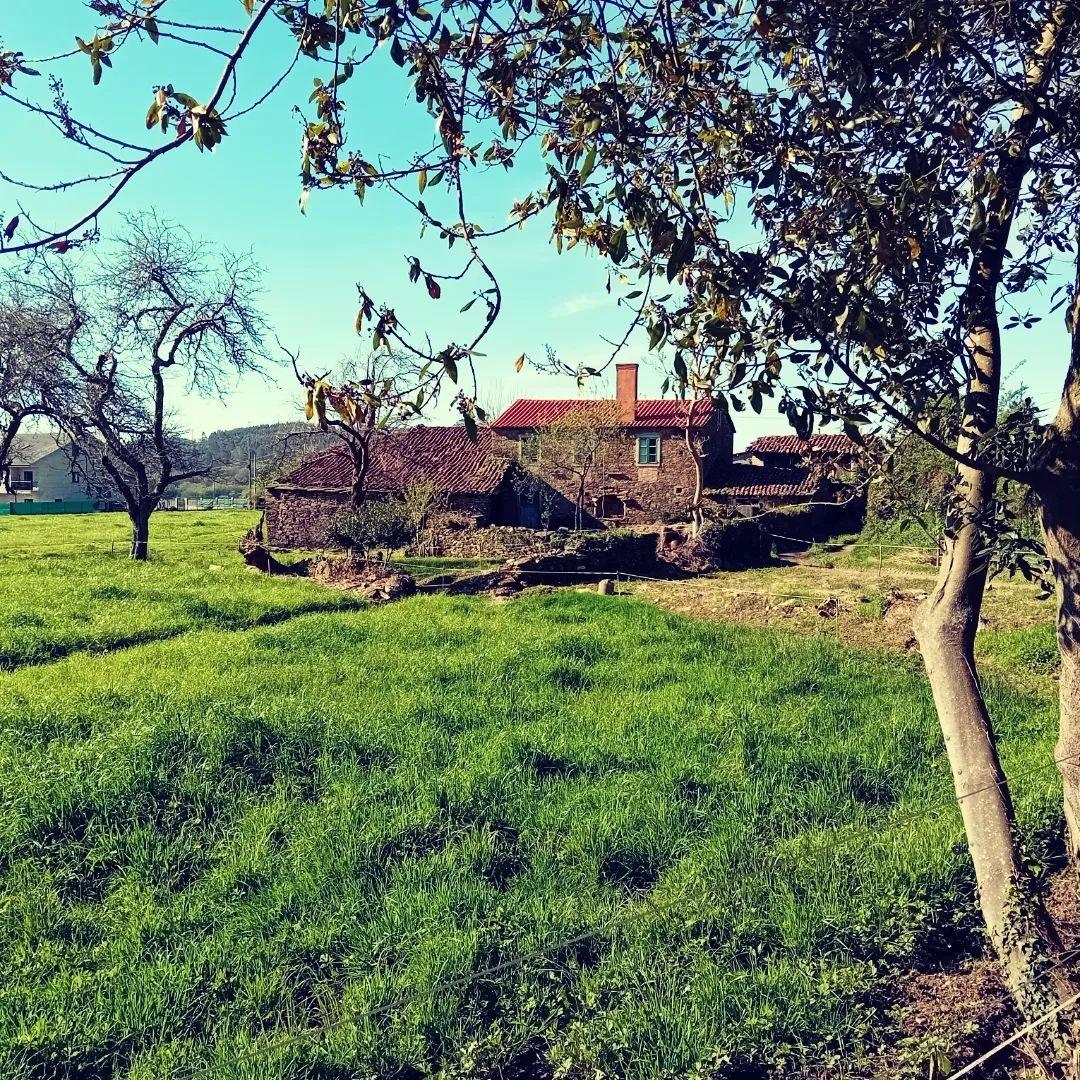 Day 5 Arzua to O Pedrouzo 20km, another warm hilly route, beautiful countryside wooded trails, minor roads, lots of water, and green tea stops today.

#caminodesantiago #thefrenchway #spain🇪🇸 #soloholiday #solotravel #walking #walkingholiday