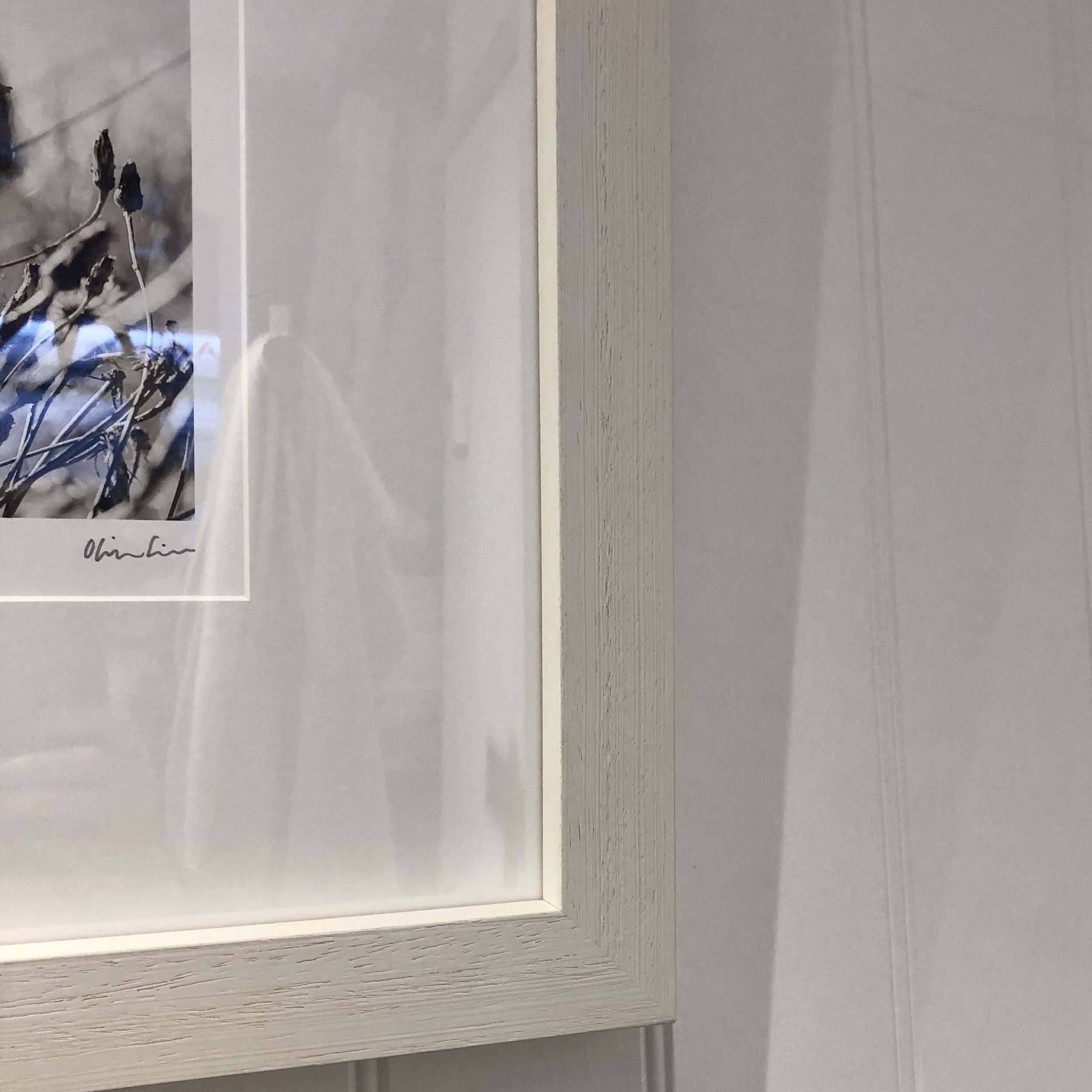 WN STORE ARTWORK DANDELION.jpeg