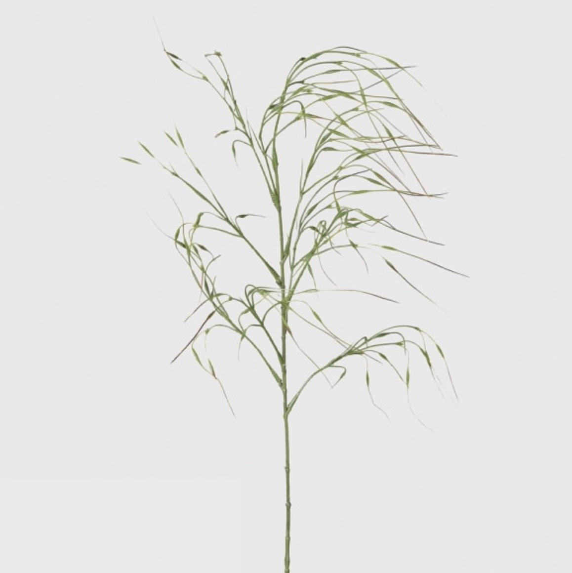 Feather grass stem